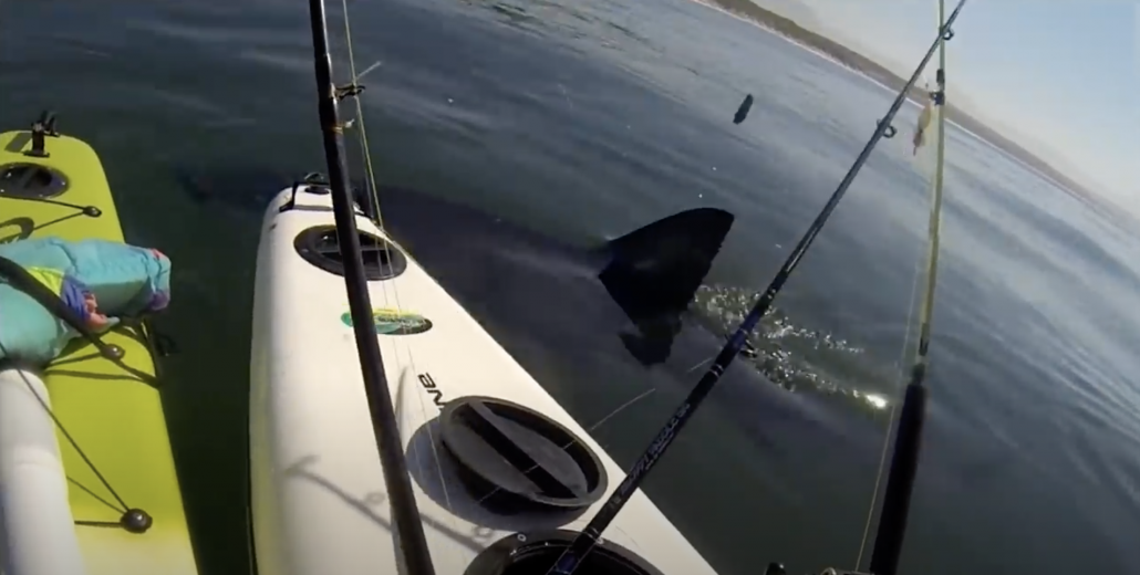 Scary Shark Encounter On Kayak Compilation !