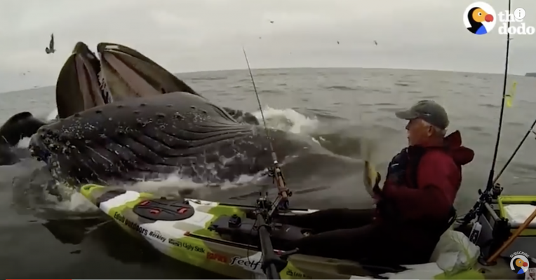 HUGE Whale Surprises Guy on Kayak | The Dodo