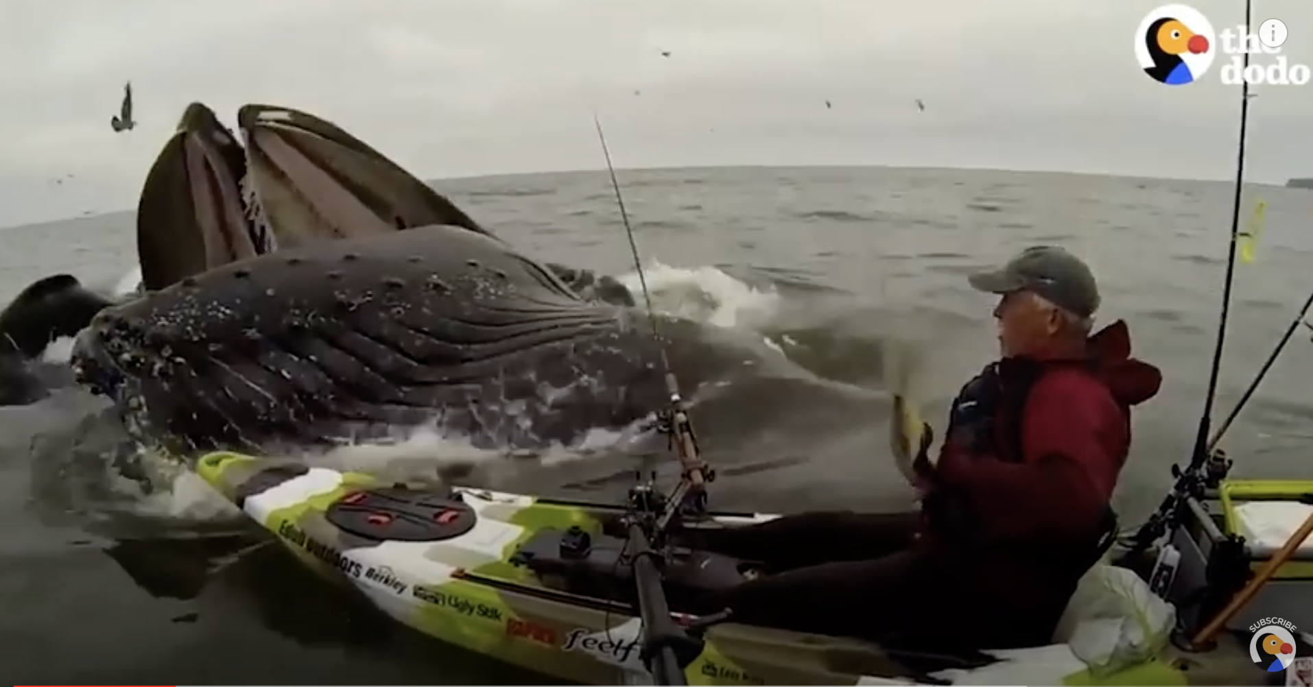 HUGE Whale Surprises Guy on Kayak The Dodo Paddlesports News