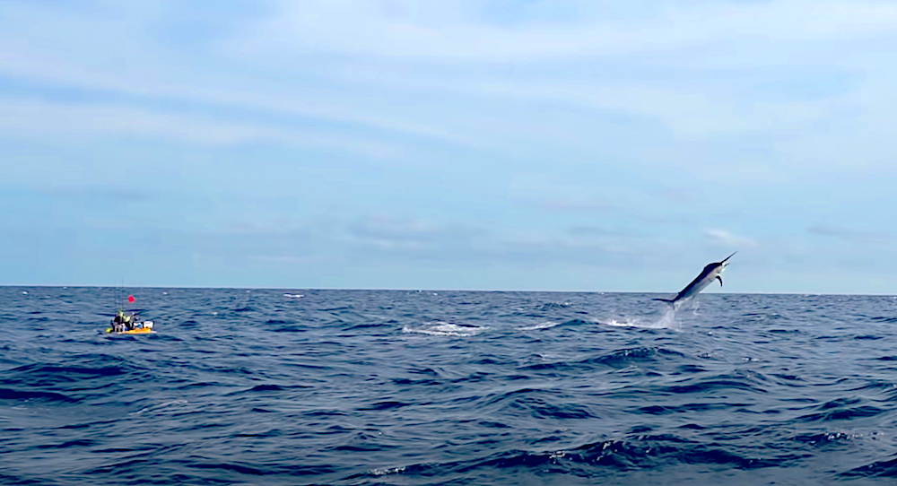 Adam Fisk of Los Buzos Resort makes history once again when an estimated 500+ pound marlin takes his bait while kayak fishing in front of his home on Panama's Pacific coast.
